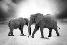 Load image into Gallery viewer, Photo Wallpaper 2 elephants sw
