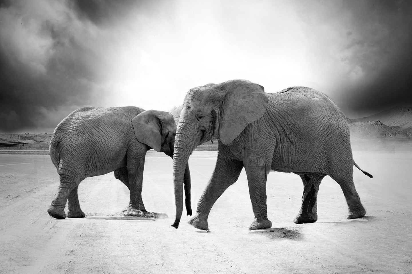 Photo Wallpaper 2 elephants sw
