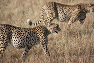 Photo Wallpaper 2 leopards