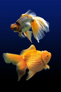 Photo Wallpaper 2 funny fish