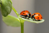 Photo Wallpaper 2 ladybirds