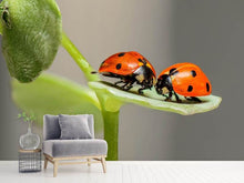 Load image into Gallery viewer, Photo Wallpaper 2 ladybirds
