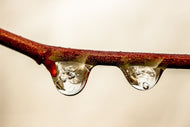 Photo Wallpaper 2 raindrops