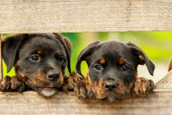 Photo Wallpaper 2 Rottweiler puppies