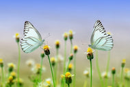 Photo Wallpaper 2 butterflies