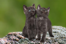 Load image into Gallery viewer, Photo Wallpaper 2 black cats babies

