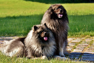 Photo Wallpaper 2 Wolfsspitz