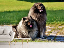 Load image into Gallery viewer, Photo Wallpaper 2 Wolfsspitz
