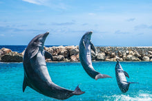 Load image into Gallery viewer, Photo Wallpaper 3 dolphins
