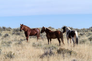 Photo Wallpaper 3 horses in nature