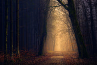 Photo Wallpaper Evening mood in the forest