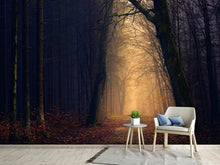 Load image into Gallery viewer, Photo Wallpaper Evening mood in the forest
