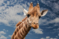Photo Wallpaper Attention giraffe!