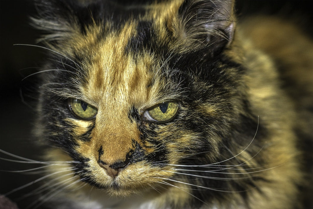 Photo Wallpaper Attention cat