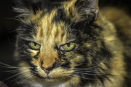 Photo Wallpaper Attention cat