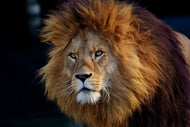 Photo Wallpaper Attention lion