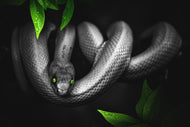 Photo Wallpaper Attention snake