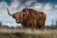 Photo Wallpaper Attention bull!