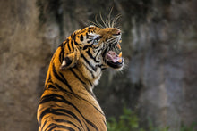 Load image into Gallery viewer, Photo Wallpaper Attention Tiger
