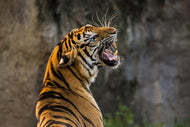 Photo Wallpaper Attention Tiger