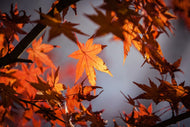 Photo Wallpaper Maple leaves in autumn