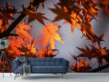 Load image into Gallery viewer, Photo Wallpaper Maple leaves in autumn
