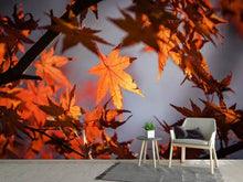 Load image into Gallery viewer, Photo Wallpaper Maple leaves in autumn
