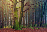 Photo Wallpaper Alone in the woods