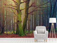 Load image into Gallery viewer, Photo Wallpaper Alone in the woods
