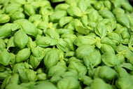 Photo Wallpaper All basil