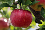 Photo Wallpaper Apple in XXL