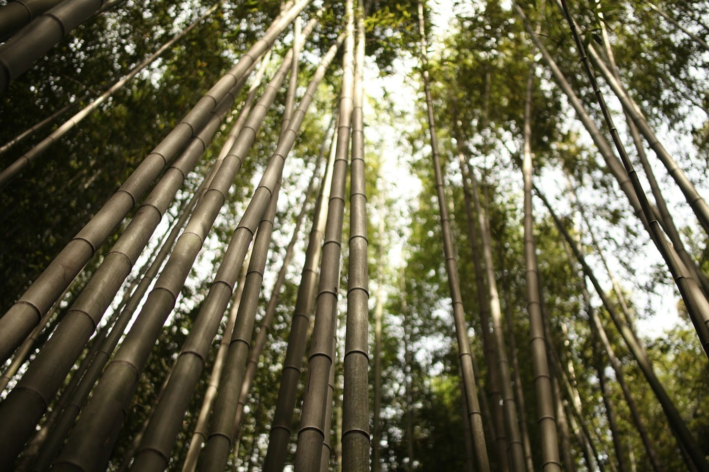 Photo Wallpaper Arashiyama Japan