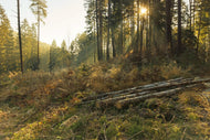 Photo Wallpaper Working in the woods