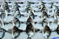 Photo Wallpaper At the fish market