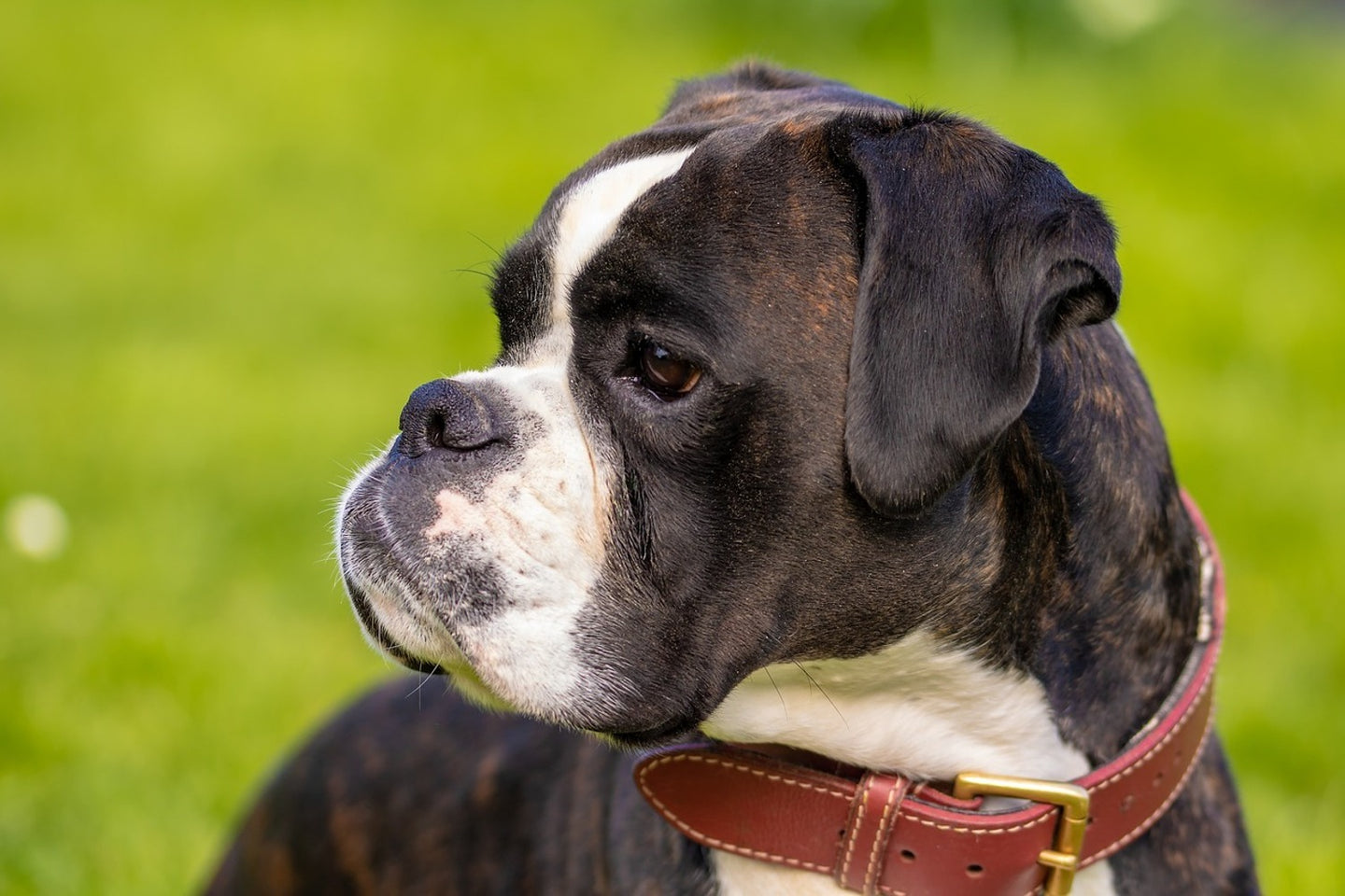 Photo Wallpaper Attentive boxer