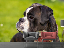 Load image into Gallery viewer, Photo Wallpaper Attentive boxer
