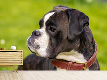 Load image into Gallery viewer, Photo Wallpaper Attentive boxer

