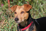 Photo Wallpaper Attentive dog