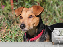 Load image into Gallery viewer, Photo Wallpaper Attentive dog
