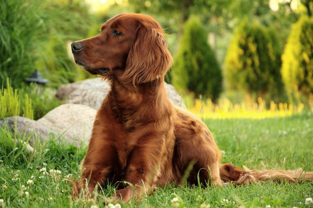 Photo Wallpaper Attentive Irish Setter