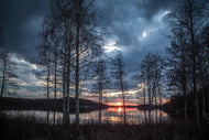 Photo Wallpaper Trees at the lake