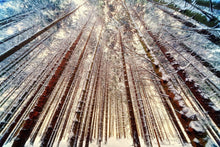 Load image into Gallery viewer, Photo Wallpaper Trees in the snow
