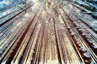 Photo Wallpaper Trees in the snow