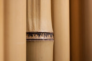 Photo Wallpaper Bamboo Close up