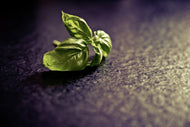 Photo Wallpaper Basil leaves