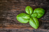 Photo Wallpaper Basil leaf in XXL
