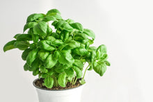Load image into Gallery viewer, Photo Wallpaper Basil in the pot
