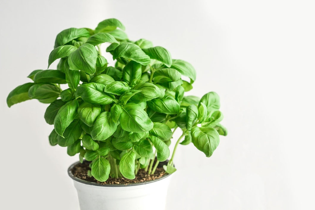 Photo Wallpaper Basil in the pot