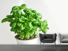 Load image into Gallery viewer, Photo Wallpaper Basil in the pot
