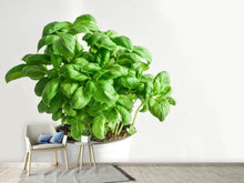 Load image into Gallery viewer, Photo Wallpaper Basil in the pot
